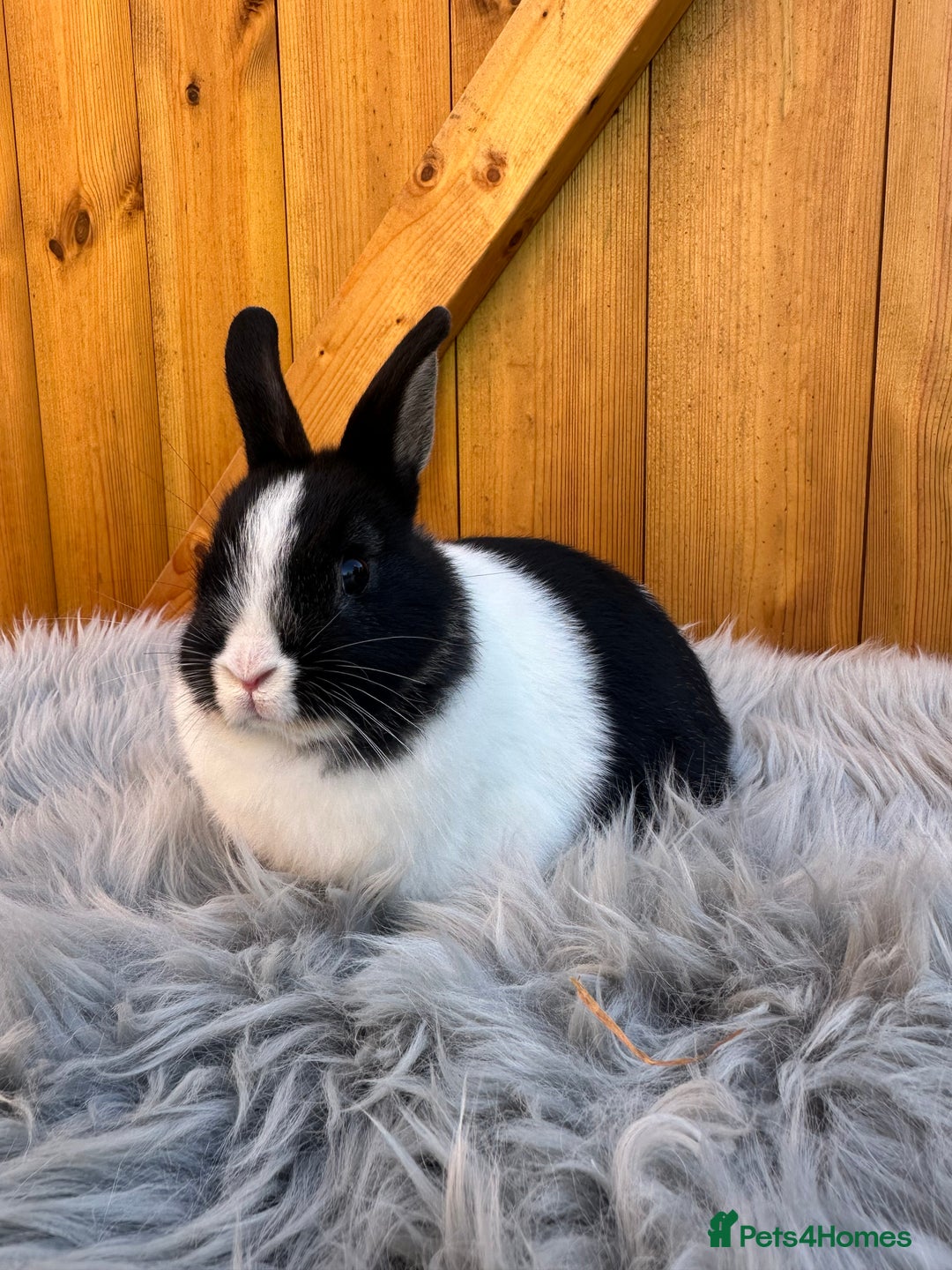 Netherland Dwarf rabbits for sale: Netherland Dwarf Rabbits For Sale - Image 6