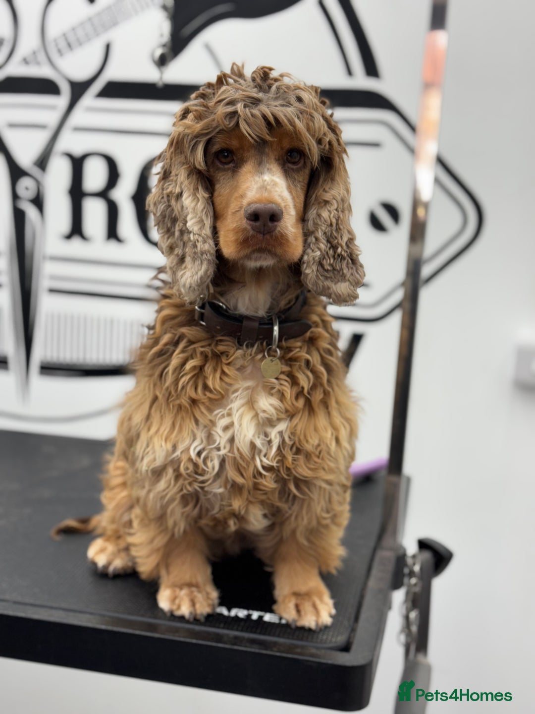 Cocker Spaniel dogs for sale: Cocker spaniel for sale - Image 3