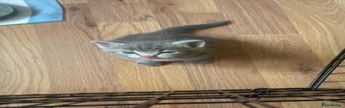 Grey boy 