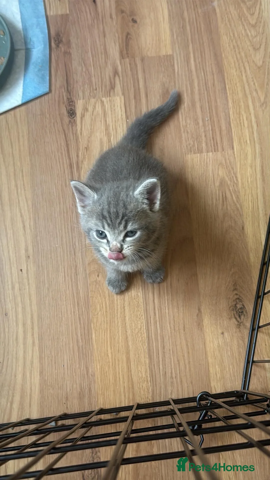 Mixed Breed cats for sale: 2 boy kittens  - Advert 2