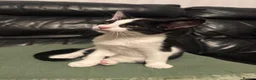 Mixed Breed cats for sale: Peterbald x Kittens in Dalkeith - Advert 15
