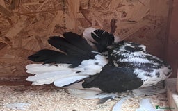 Pigeons birds for sale: Indian Faintails  - Advert 2