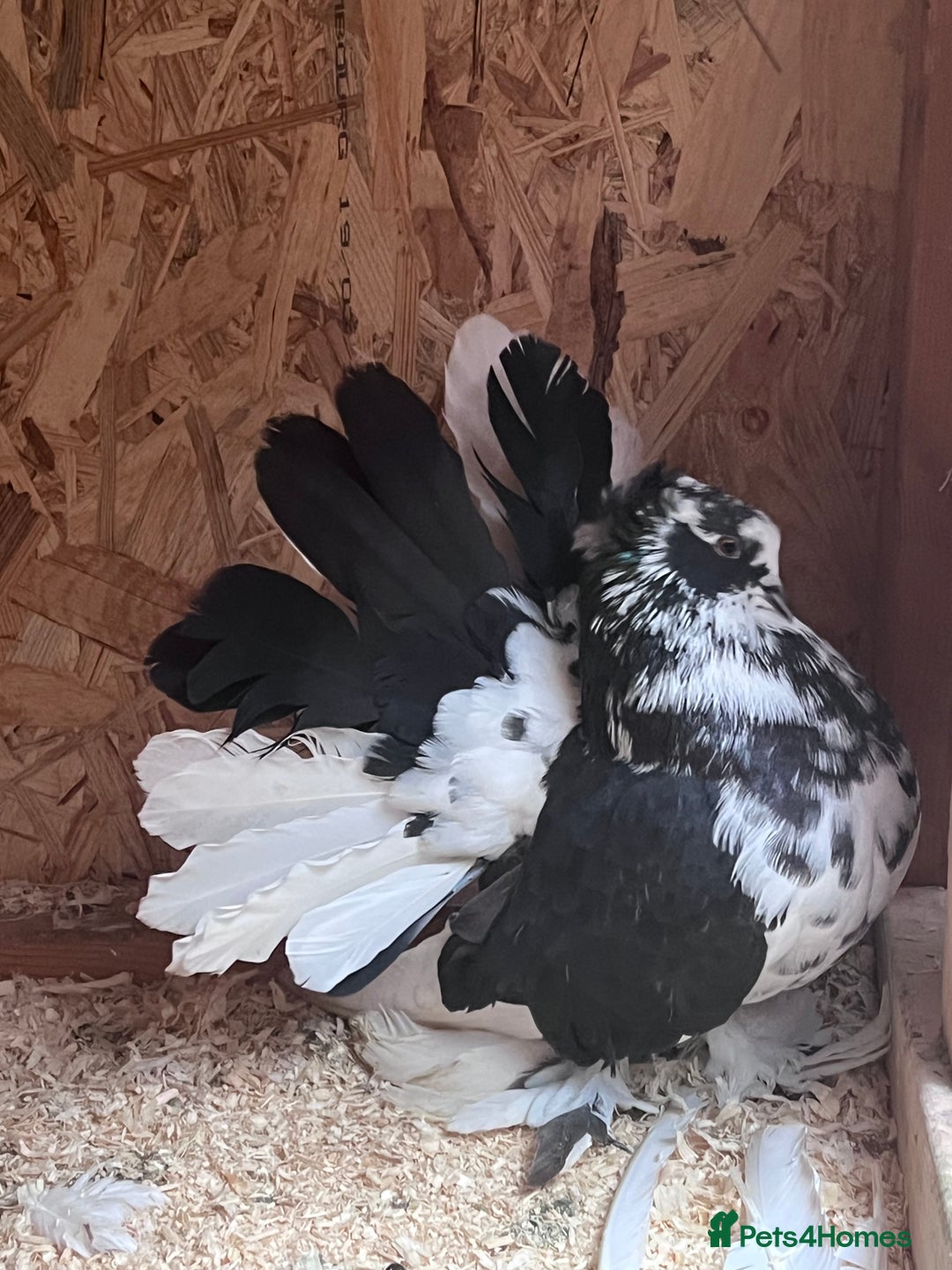 Pigeons birds for sale: Indian Faintails  - Advert 2