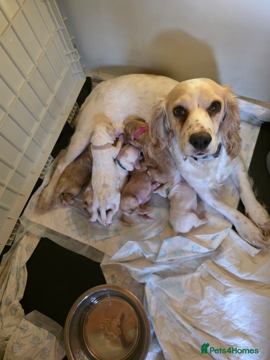 Cocker Spaniel dogs for sale: Cocker spaniel pups - Image 1