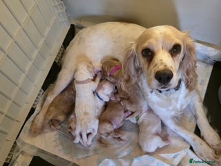 Cocker Spaniel dogs for sale - Advert 1