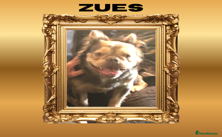 French Bulldog dogs Born From Zeus of Thunder - Advert 1