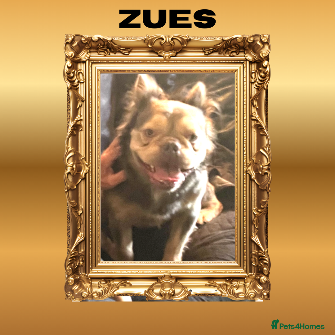 French Bulldog dogs for sale: Born From Zeus of Thunder - Advert 1