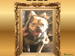 French Bulldog dogs Born From Zeus of Thunder - Advert 1