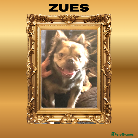 French Bulldog dogs Born From Zeus of Thunder - Advert 1