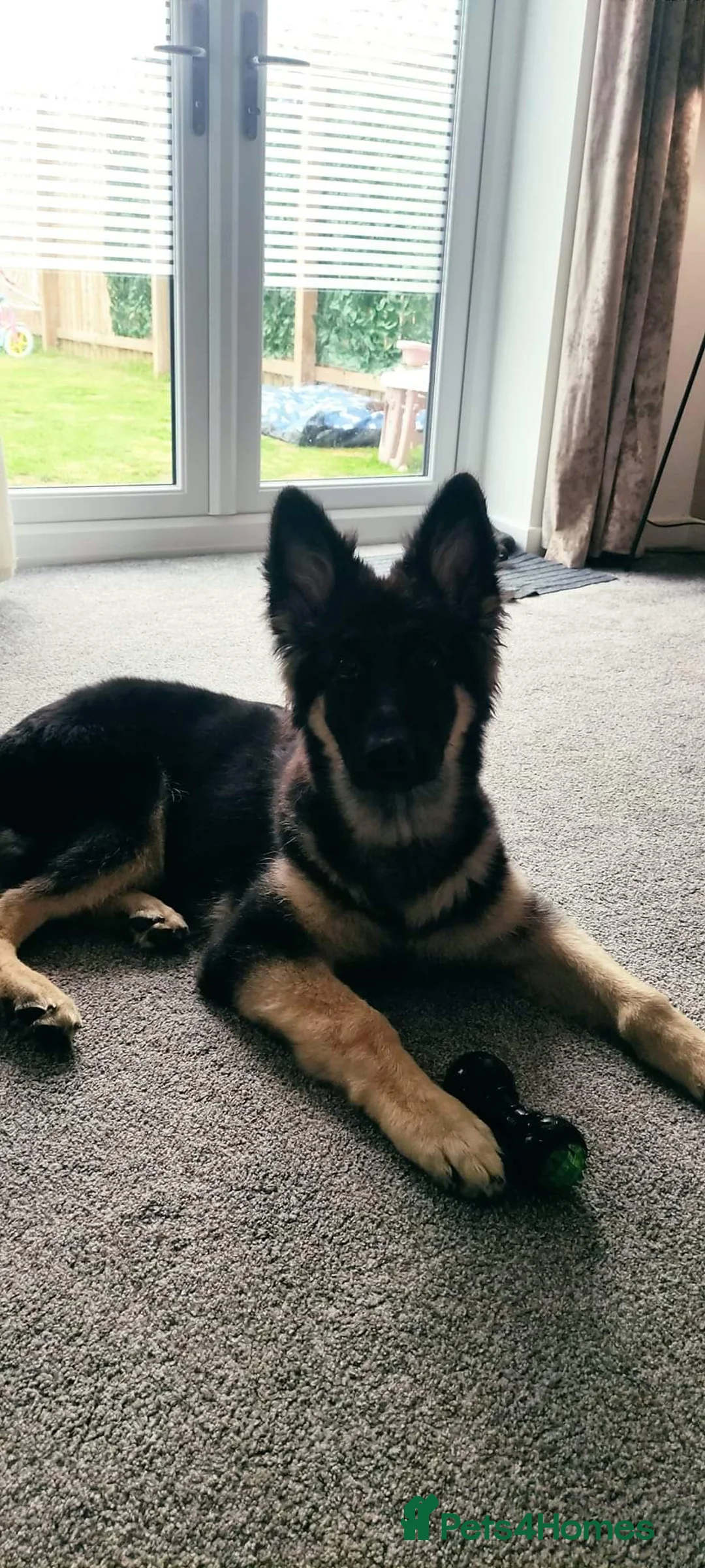 German Shepherd dogs for stud: Chunky GSD male for stud  in Redcar - Advert 16