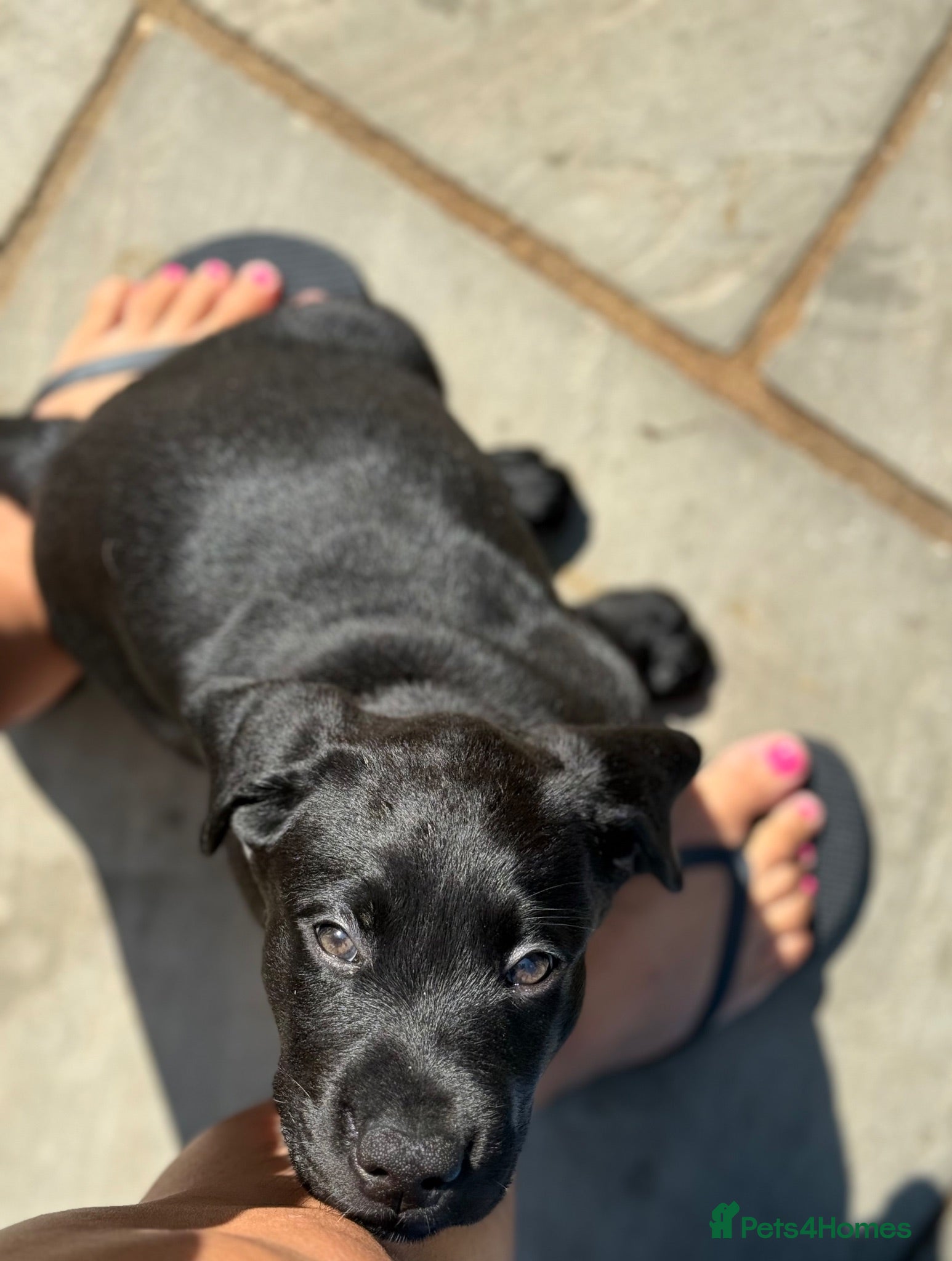 Labrador Retriever dogs Gorgeous Black Labrador Puppies  - Advert 2