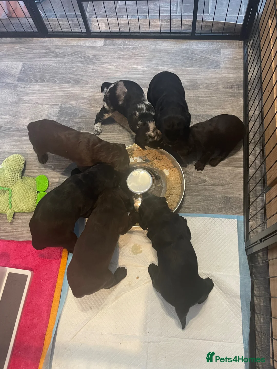 Labradoodle dogs for sale: F1 Miniature Labradoodle puppies - Advert 17