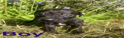 Mixed Breed dogs for sale: Gorgeous Rhodesian Ridgeback cross puppies  - Advert 9