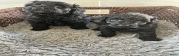 Cavapoo dogs for sale: Lovely Black Cavapoo Puppies - Advert 3