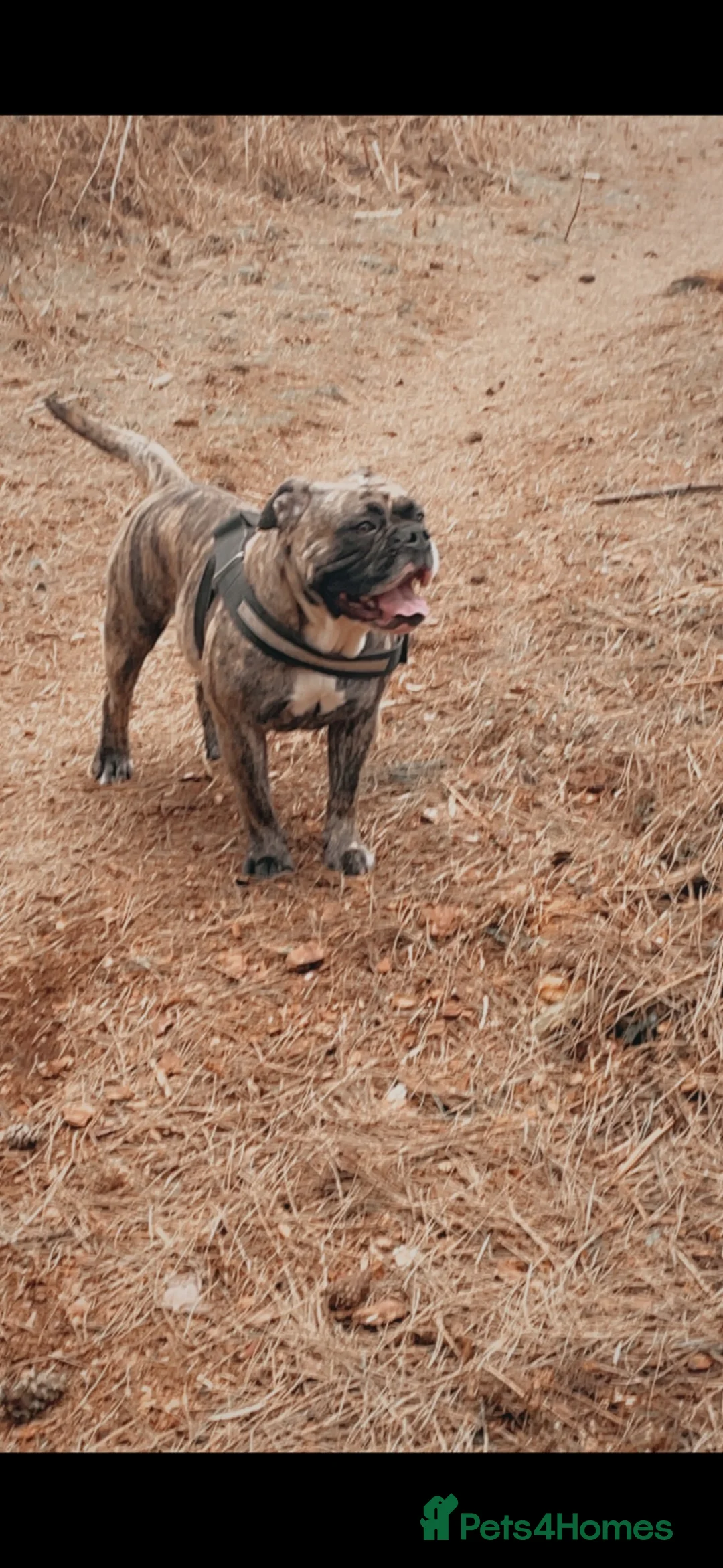 Mixed Breed dogs for sale: Old tyme babies in Wisbech - Advert 2