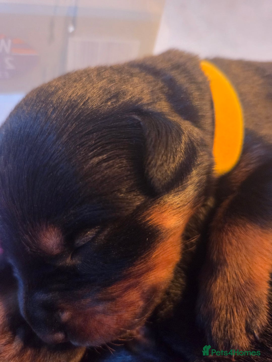 Rottweiler dogs for sale: Rottweiler  - Image 14