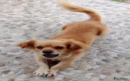 Mixed Breed dogs for adoption: Toby, superb little boy - for a Loving Home - Image 1
