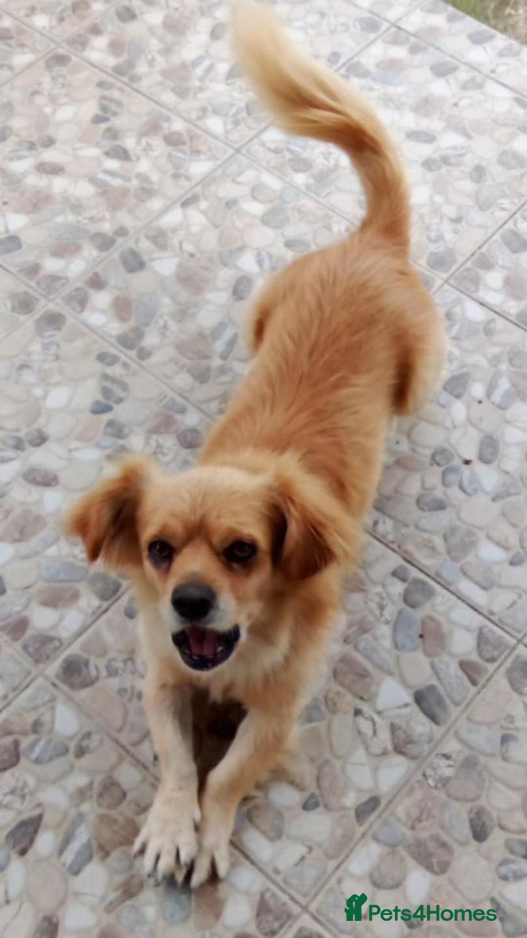 Mixed Breed dogs for adoption: Toby, superb little boy - for a Loving Home - Image 1