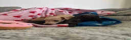 Italian Greyhound dogs for sale: KC Italian greyhound puppies 🏡 ready now - Advert 18