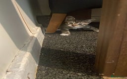 Domestic Shorthair cats for sale: 4 beautiful mixed kittens - Image 9