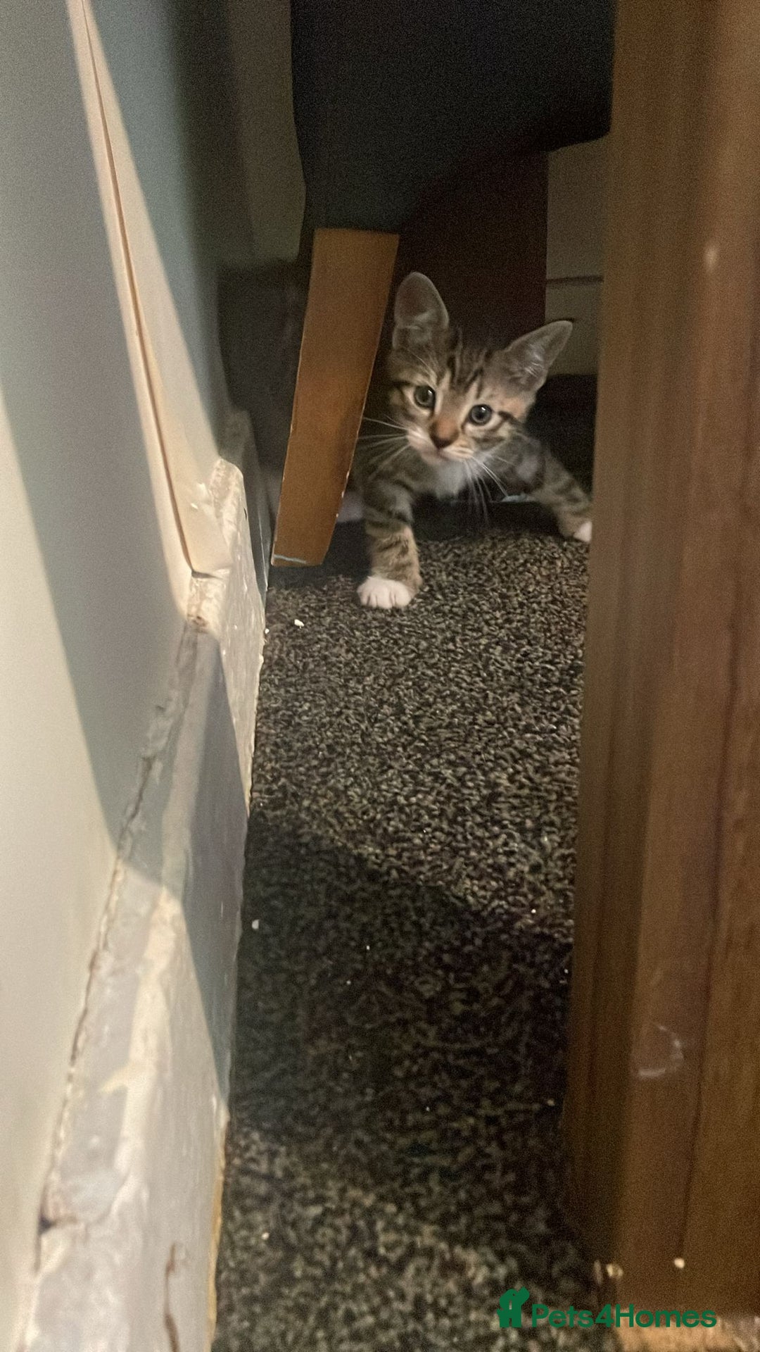 Domestic Shorthair cats for sale: 4 beautiful mixed kittens - Image 9