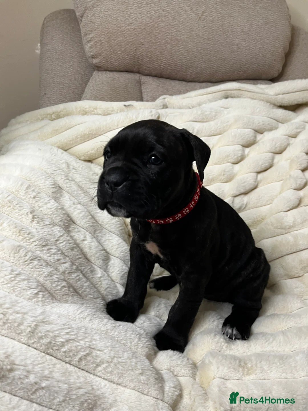 Cane Corso dogs for sale: Cane Corso Puppies  - Advert 33