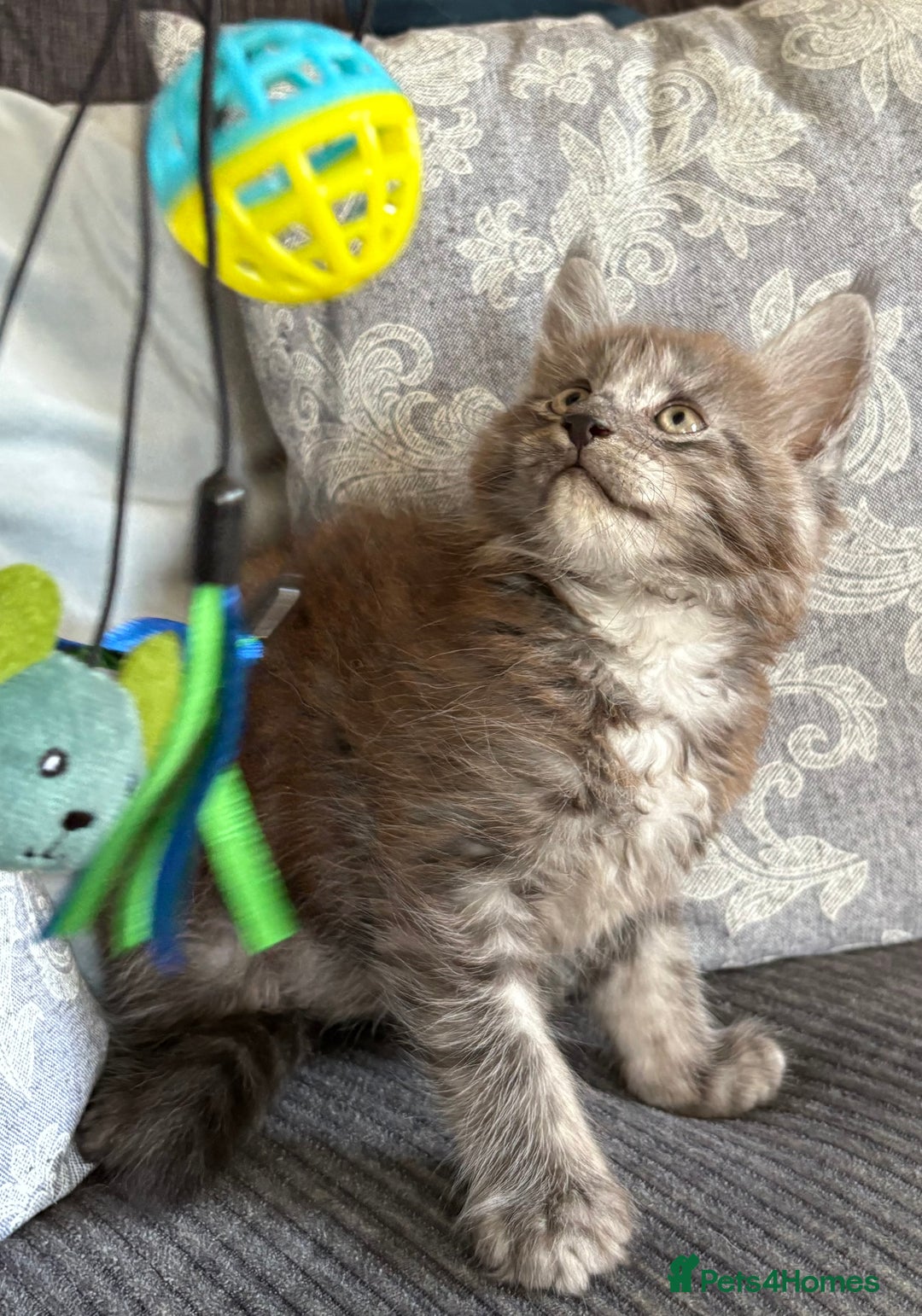 Maine Coon cats for sale: Last 2 Beautiful mc boys ready now  - Image 9