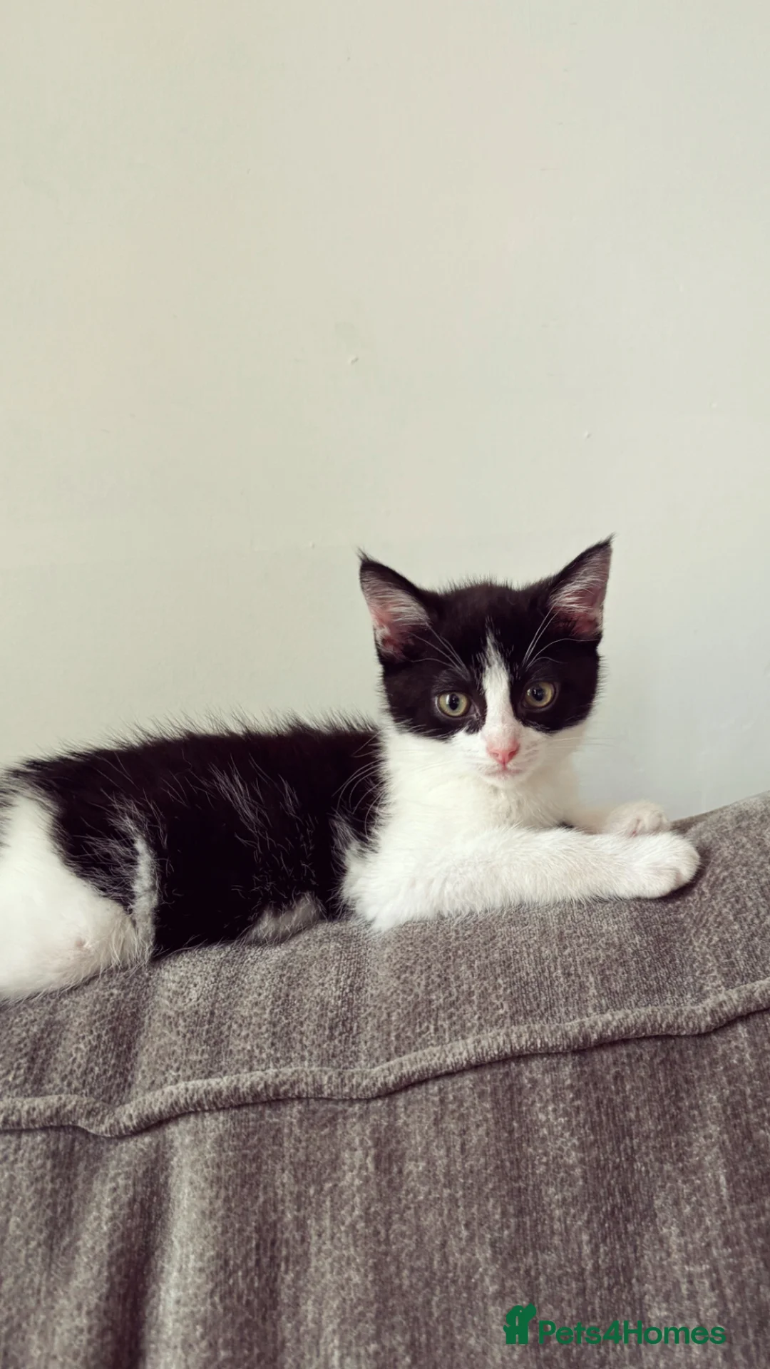 Mixed Breed cats for sale: Female kitten  - Advert 1