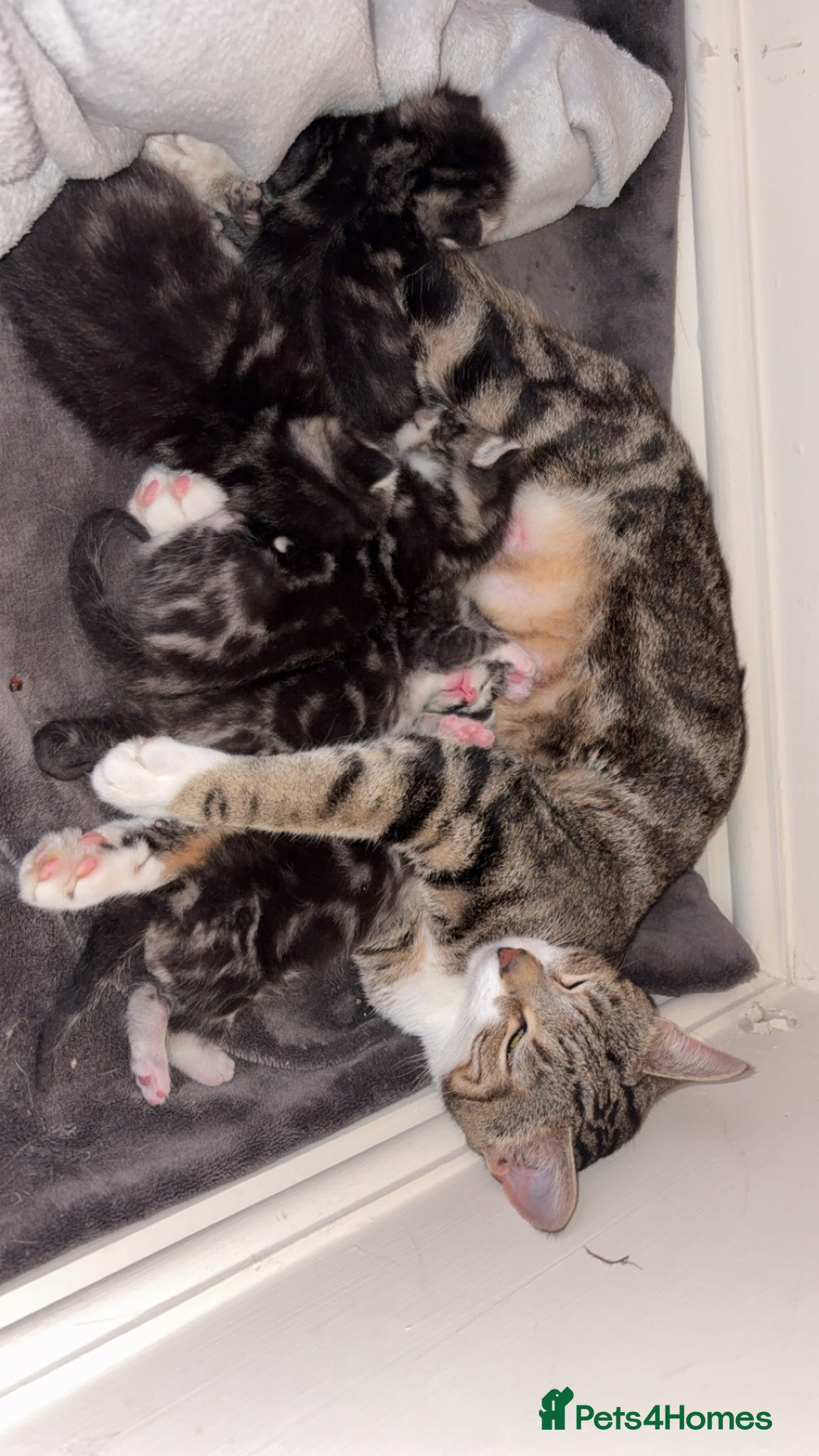 Mixed Breed cats Kittens - Advert 1