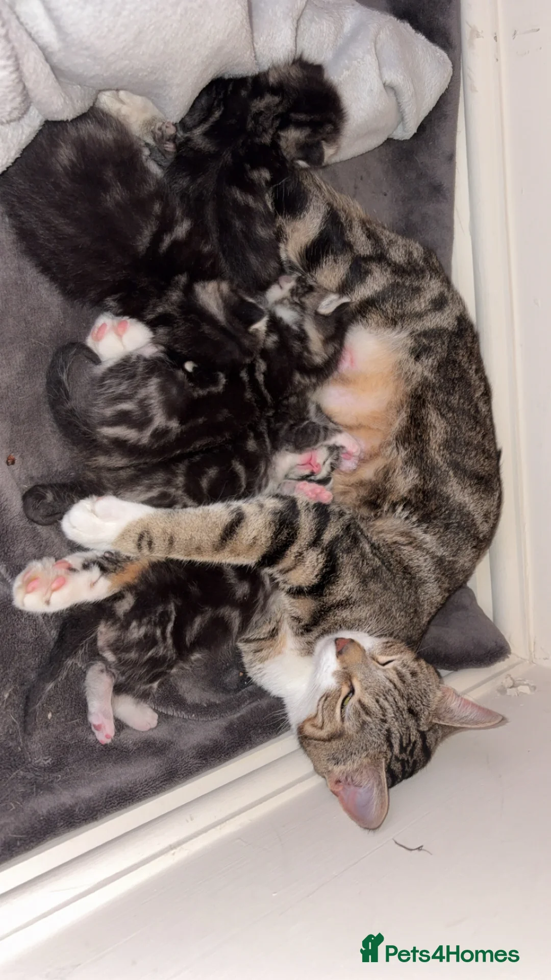 Mixed Breed cats for sale: Kittens - Advert 1