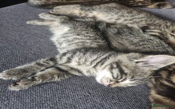 Mixed Breed cats for sale: 3 beautiful kittens for sale - Image 4