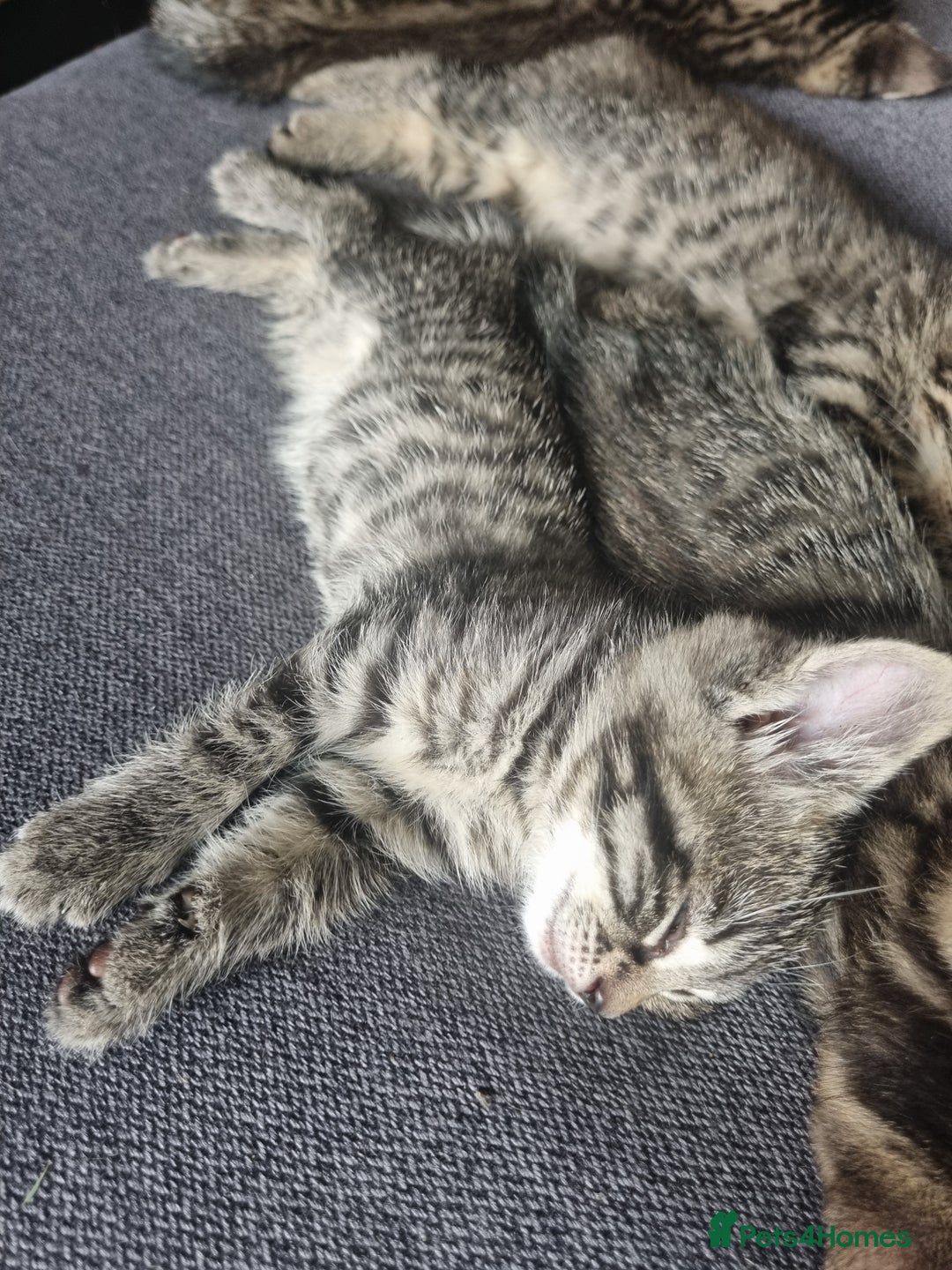 Mixed Breed cats for sale: 3 beautiful kittens for sale - Image 4