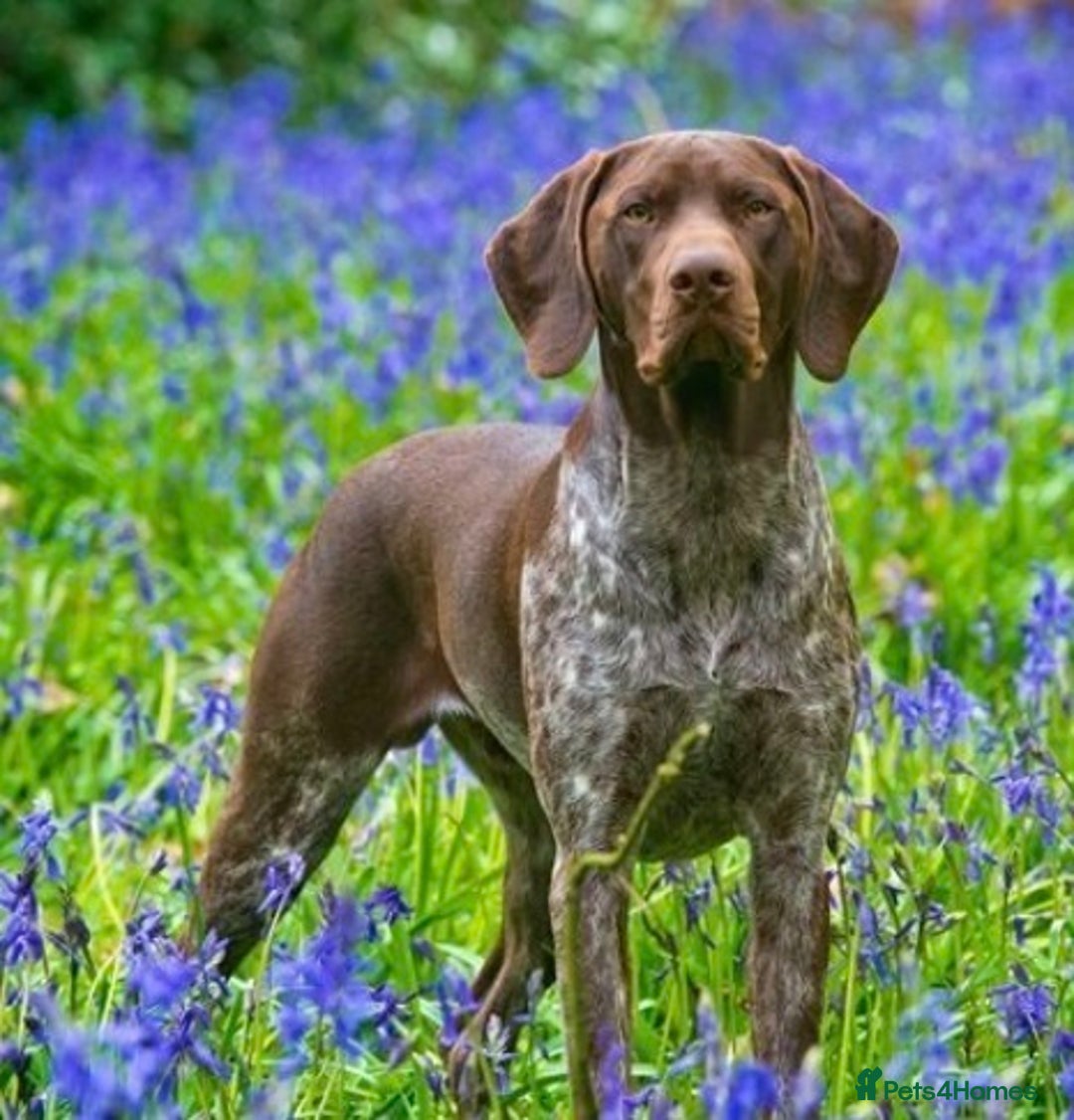 German Shorthaired Pointer dogs for sale: Litter due 21/08/2025 - Image 10