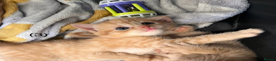 Ginger + white chin male kitten