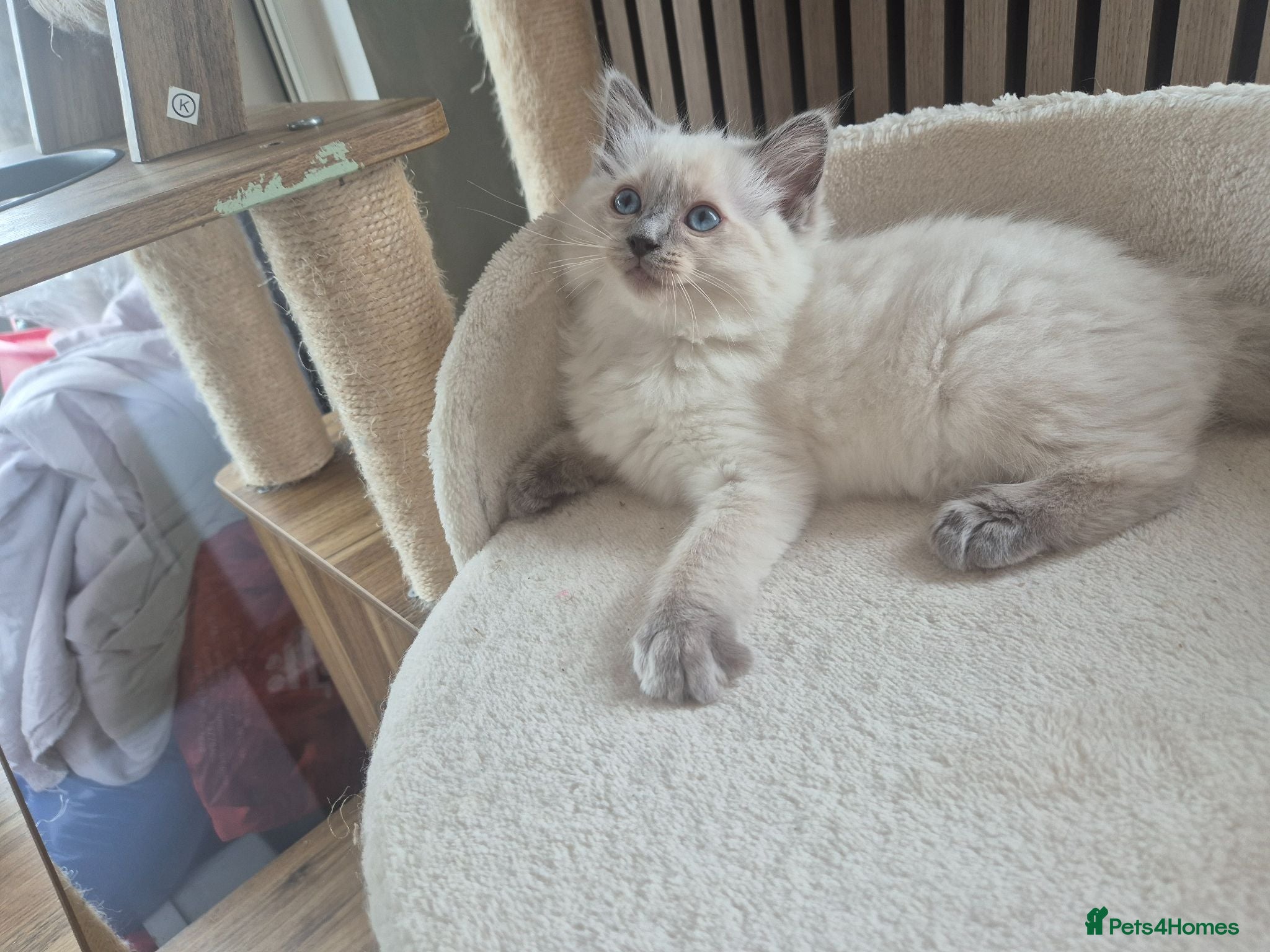 Ragdoll cats Gorgeous ragdolls: gccf and tica registered - Advert 2
