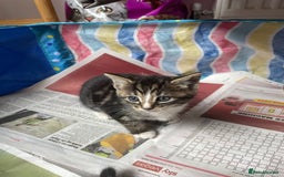 Mixed Breed cats for sale: Maine coon mixed breed - Image 6