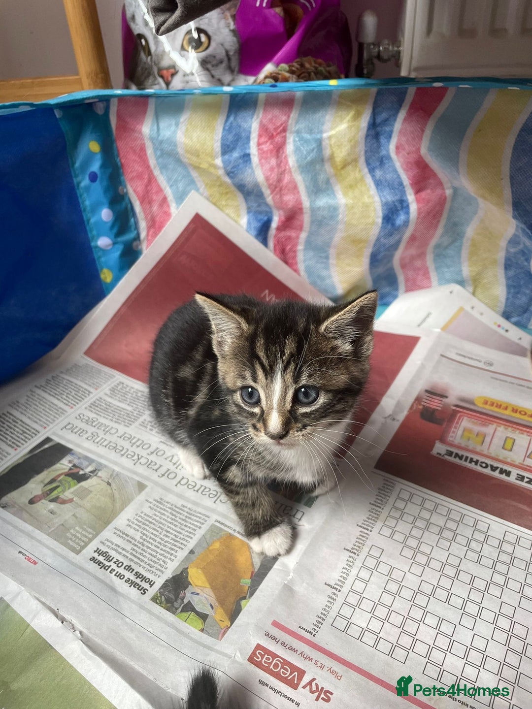 Mixed Breed cats for sale: Maine coon mixed breed - Image 6