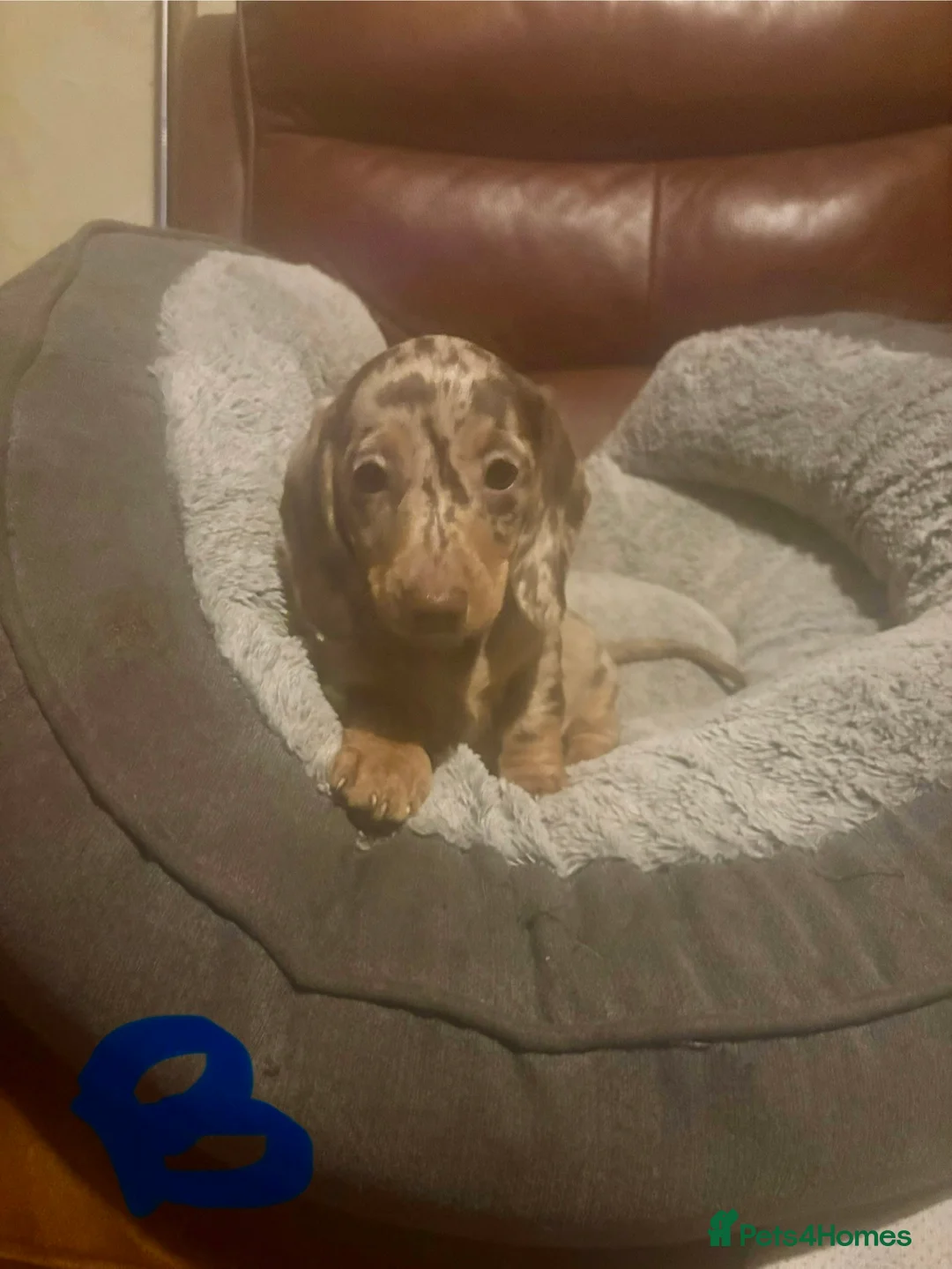 Miniature Dachshund dogs for sale: Miniature dachshund puppies - Advert 1