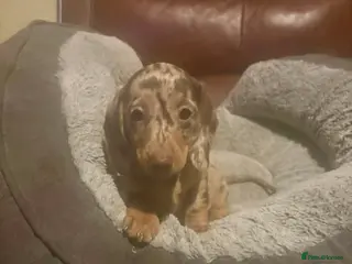 Miniature Dachshund dogs Miniature dachshund puppies - Advert 11