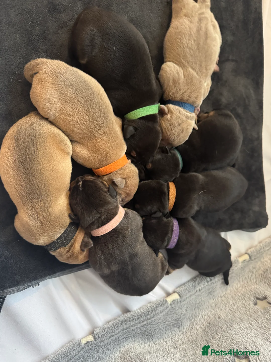 Old Tyme Bulldog dogs for sale: Old Tyme English Bulldog Puppies - Advert 11