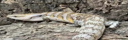 Lizard reptiles for sale: Northern Blue Tongued Skink - Advert 3