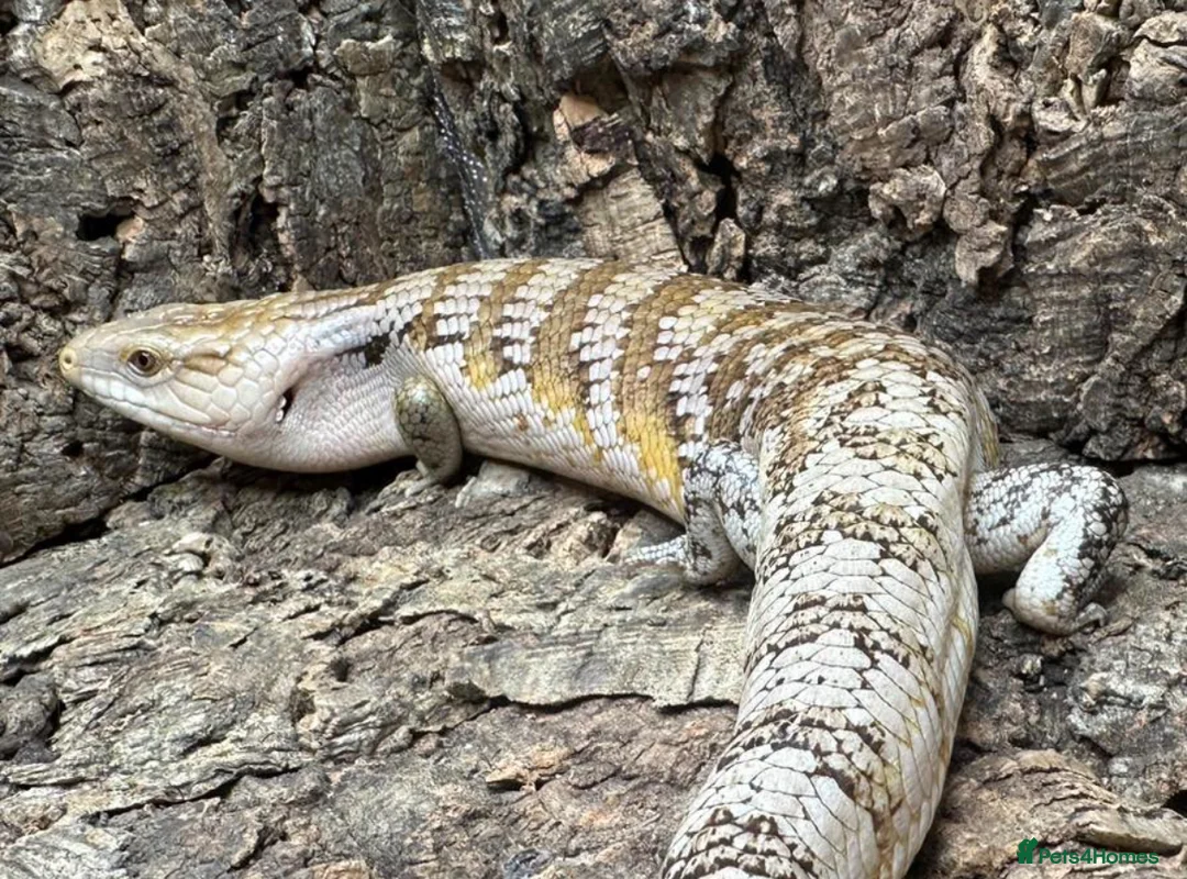 Lizard reptiles for sale: Northern Blue Tongued Skink - Advert 3
