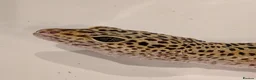 Leopard Gecko reptiles for sale: Leopard Gecko and Vivarium in Ashtead - Advert 3