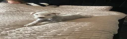 Lakeland Terrier dogs for sale: Lakeland terrier Puppys  - Advert 2