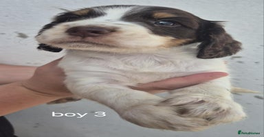 Sprocker dogs - Advert 1