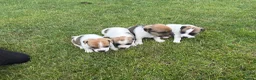 Jack Russell dogs for sale: Jack Russell Puppies  - Advert 2