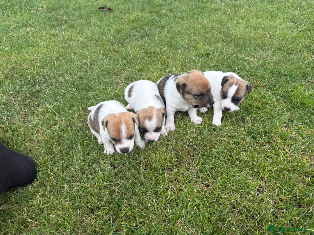 Jack Russell dogs for sale: Jack Russell Puppies  - Advert 2