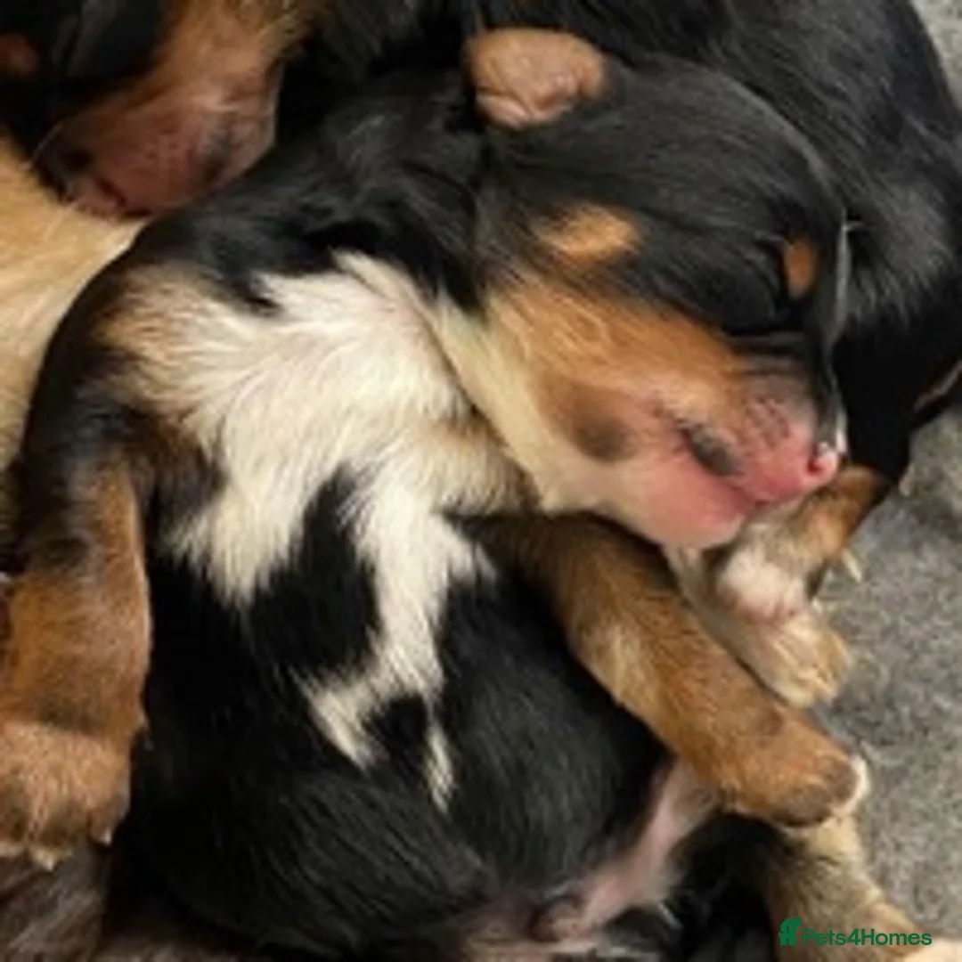 Poodle dogs for stud: 🏆PROVEN🏆sable miniature poodle health tested in Havant - Advert 23