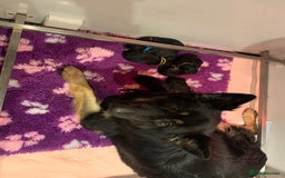 German Shepherd dogs for sale: KC Reg GSD 4 💙 3🩷 - Image 2
