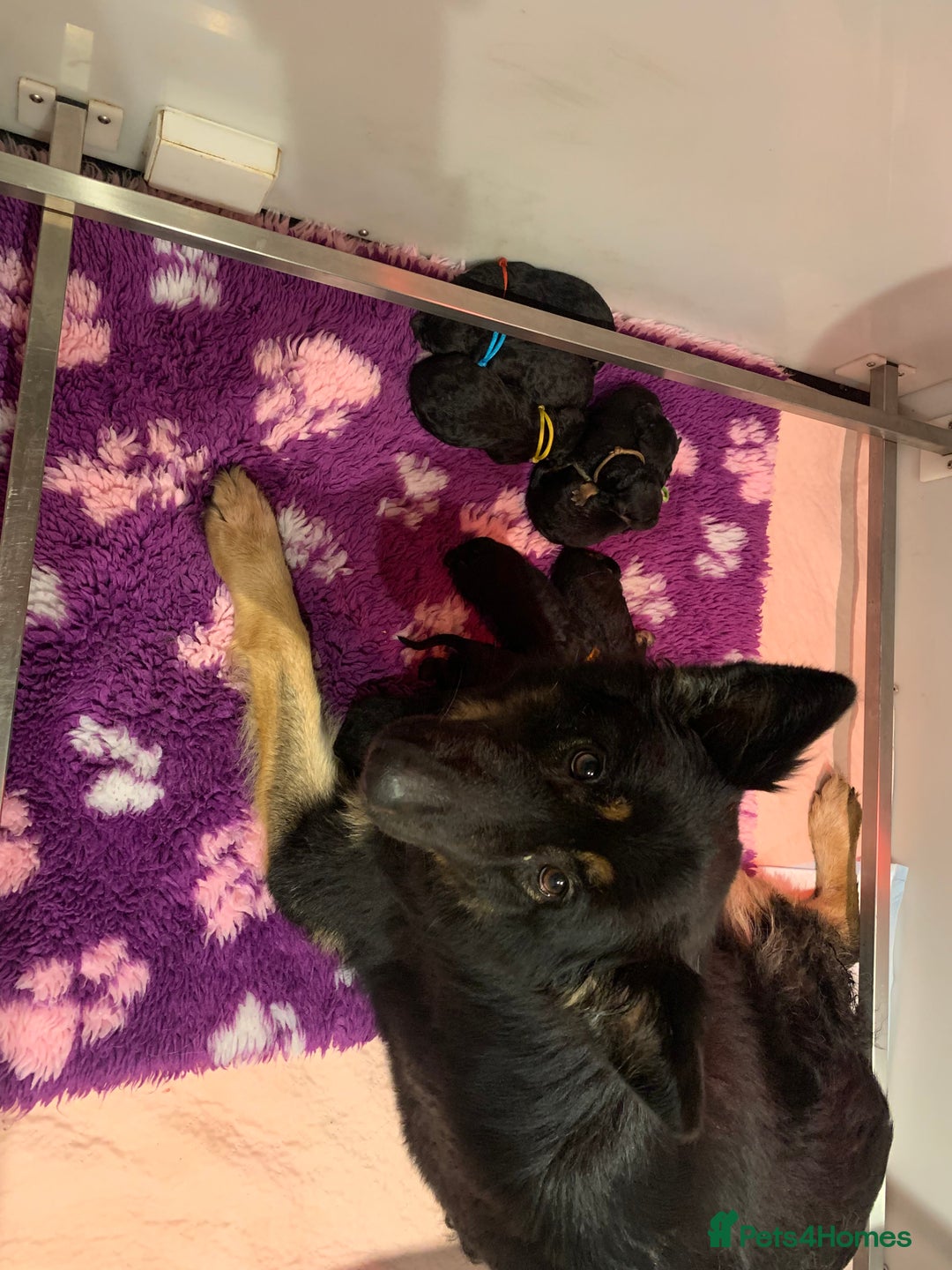 German Shepherd dogs for sale: KC Reg GSD 4 💙 3🩷 - Image 2